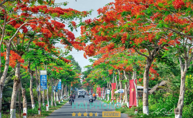 Góc phố rực hoa phượng đỏ tháng Năm - Hải Phòng